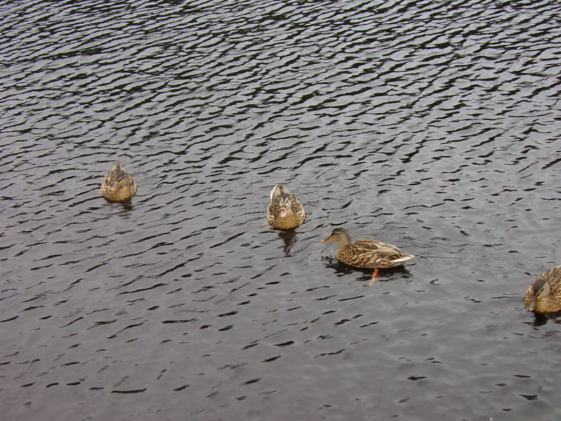 P9100034.jpg
